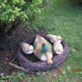 Утки в Кастальской купели Кабардинки