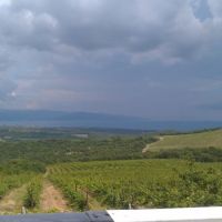 Виноградники в Широкой Балке
