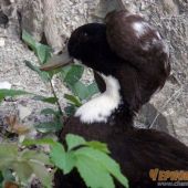 Красавец селезень в Кастальской купели Кабардинки