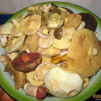 Грибы в Кабардинке