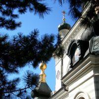 Сосна у храма в Форосе