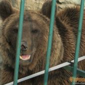 Медведь в Сафари-парке Геленджика