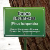 Алеппская сосна в Алуште
