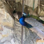 Павлин в Кастальской купели