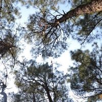Сосны в Кабардинке