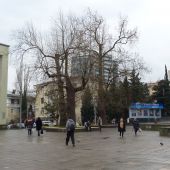 Ива в Ялте зимой