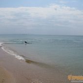 Дельфины у берега моря в станице Благовещенской