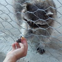 Ещё одно милейшее существо. Тоже неравнодушное к вкусняшкам