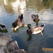 Уточки в Кастальской купели Кабардинки