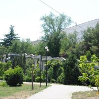 Растительность в Севастополе