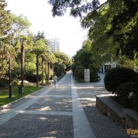Алея Приморского парка