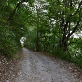 Лесная дорога в Геленджике