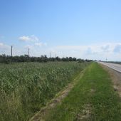 Дорога через поля в станице Благовещенской