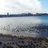 Птицы в Геленджике